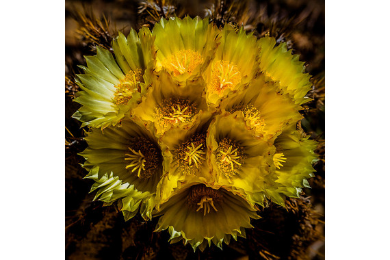<p>2nd - B Grade: Set Digital - Cactus Bloom <small>© Grace Sobania</small></p>
