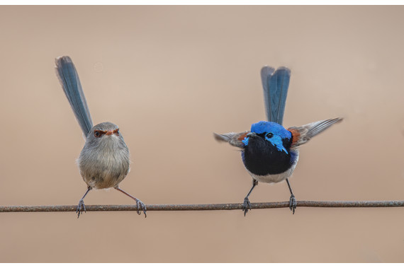 <p>3rd - A Grade: Open Digital - Purple-backed Fairy Wrens <small>© Kathryn Hocking</small></p>
