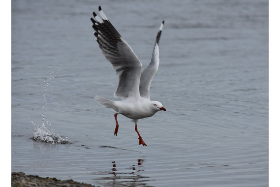 <p>HC - B Grade: Open Digital - Seagull Taking Off <small>© Carol Gurney</small></p>
