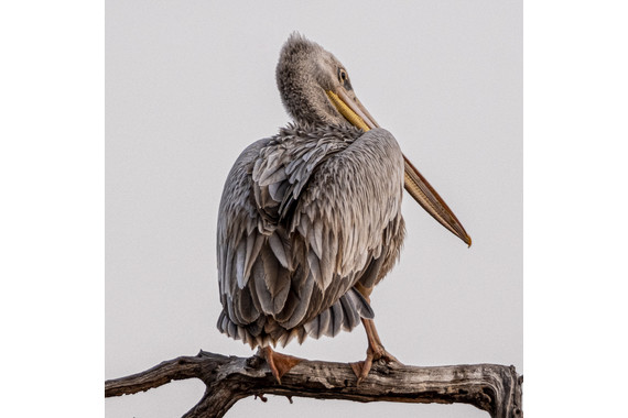 <p>3rd - B Grade: Open Print - African Pelican <small>© Gayle Tout</small></p>
