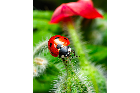 <p>3rd - A Grade: Set Print - Ladybird Beetle <small>© Ian Street</small></p>

