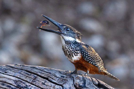 <p>3rd - A Grade: Set Digital - Giant Kingfisher with Crab <small>© Wade Buchan</small></p>
