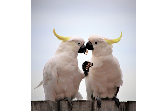 <p>HC - B Grade: Set Digital - Lunch Date <small>© Robyn Bartlett</small></p>
