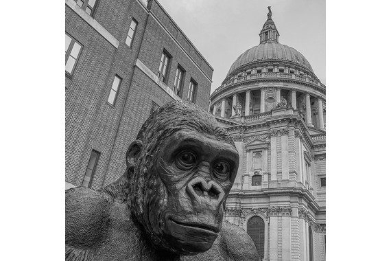 <p>2nd - B Grade: Open Print - Urban Gorilla <small>© Françoise Muller-Robbie</small></p>
