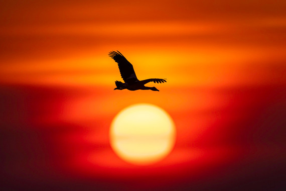 <p>HC - A Grade: Set Print - Magpie Goose Sunset <small>© Wade Buchan</small></p>
