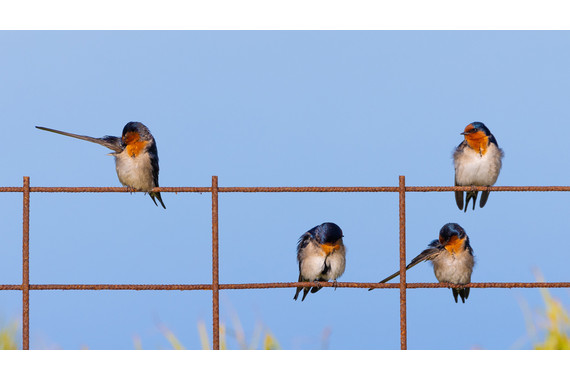 <p>HC - A Grade: Set Digital - Bird Music Notes <small>© Monique Whear</small></p>
