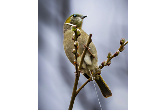 <p>HC - B Grade: Set Digital - A Branchside Release <small>© Michael Costa</small></p>
