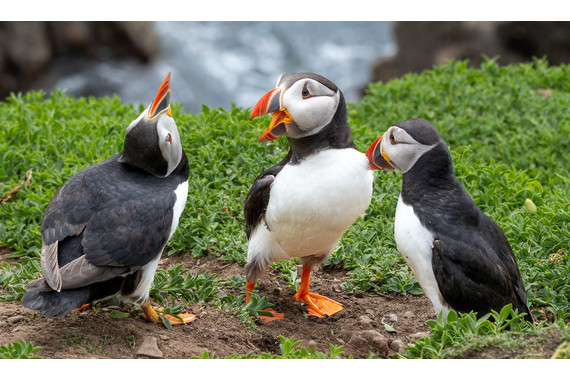 <p>1st - A Grade: Open Digital - Puffin Discussion <small>© Kathryn Hocking</small></p>

