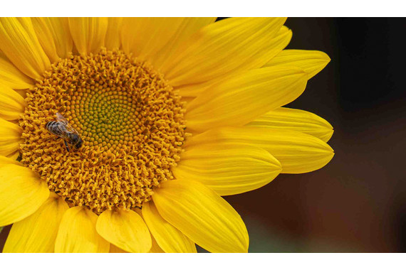 <p>3rd - B Grade: Set Print - Bee Happy <small>© Wendy Rowe</small></p>
