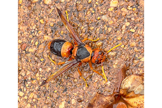<p>HC - B Grade: Set Digital - Australian Hornet <small>© Françoise Muller-Robbie</small></p>
