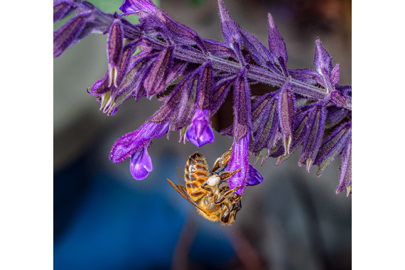 <p>3rd - A Grade: Set Digital - A Working Bee <small>© Ian Street</small></p>
