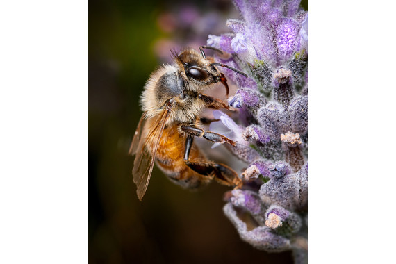 <p>2nd - A Grade: Set Digital - Bee Lavender <small>© Neil Anderson</small></p>

