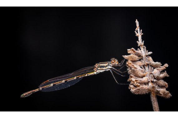 <p>1st - A Grade: Set Print - Damselfly <small>© Neil Anderson</small></p>
