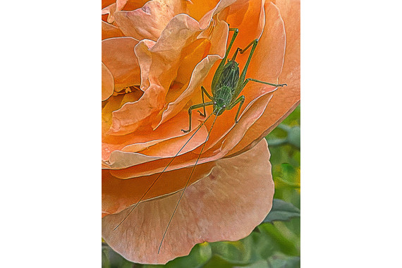 <p>1st - B Grade: Set Print - Beauty and the Beast <small>© Françoise Muller-Robbie</small></p>
