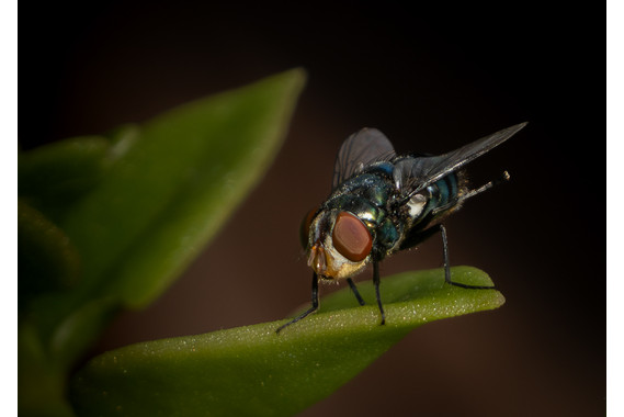 <p>3rd - A Grade: Set Print - Louie the Fly <small>© Cas Bukor</small></p>

