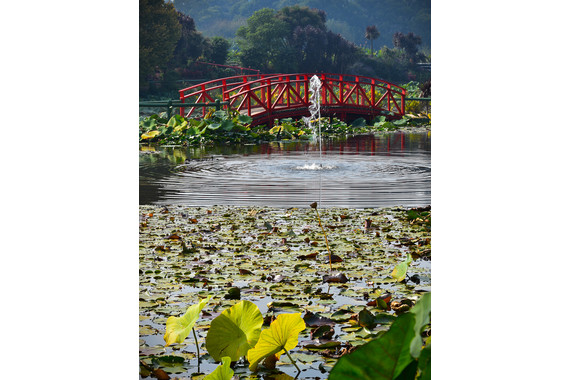 <p>HC - B Grade: Open Digital - Watergardens <small>© Carol Gurney</small></p>
